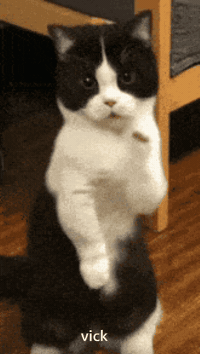 Cat Saying Give Me Attention GIF