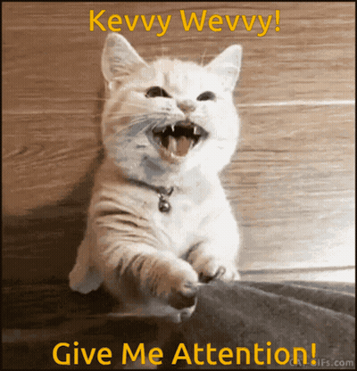 Cat Saying Give Me Attention GIF