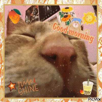 Cat Saying Good Morning GIF