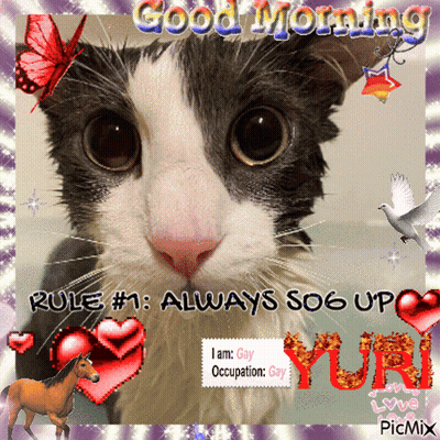 Cat Saying Good Morning Rule #1 Always So6 Up GIF