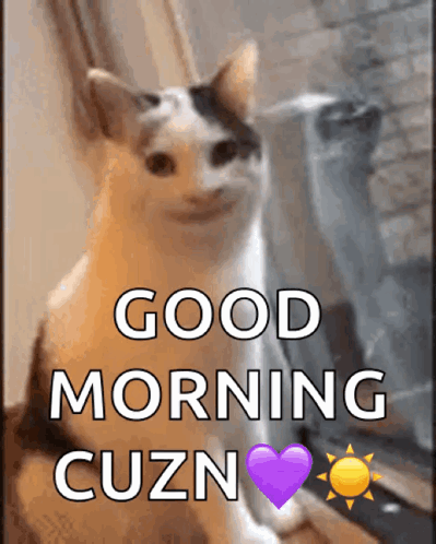 Cat Saying Good Morning GIF
