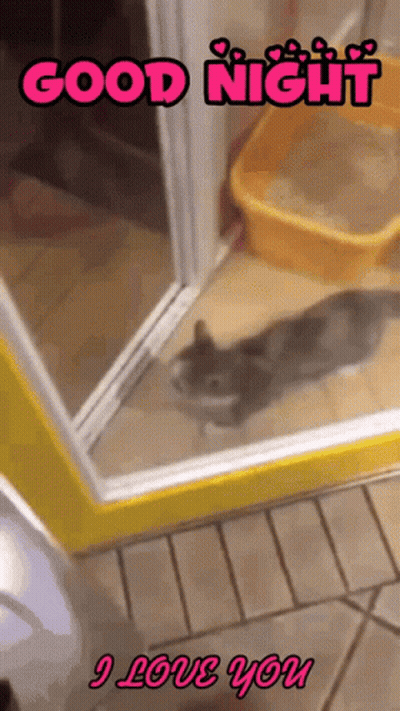 Cat Saying Good Night I Love You GIF
