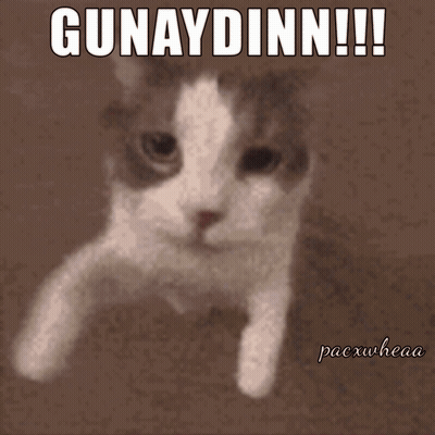 Cat Saying Gunaydinn GIF