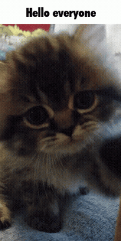 Cat Saying Hello Everyone GIF