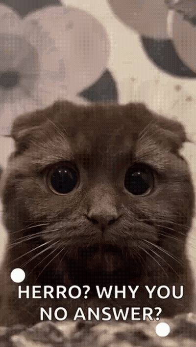 Cat Saying Herro Why You No Answer