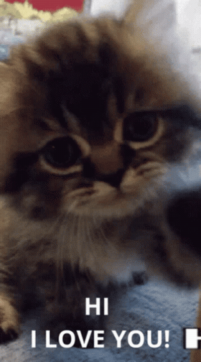 Cat Saying Hi I Love You GIF