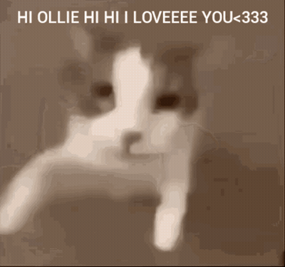 Cat Saying Hi Ollie Hi Hi I Loveeee You 333 GIF