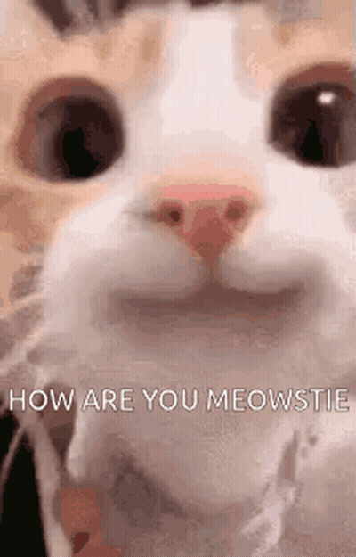 Cat Saying How Are You Meowstie GIF