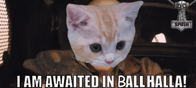 Cat Saying I Am Awaited In Ball Halla GIF