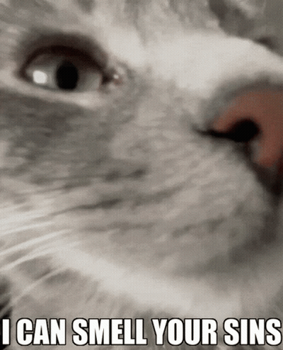 Cat Saying I Can Smell Your Sins GIF
