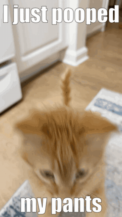Cat Saying I Just Pooped My Pants GIF