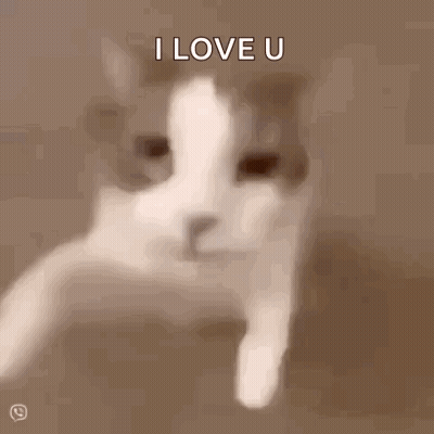 Cat Saying I Love U GIF