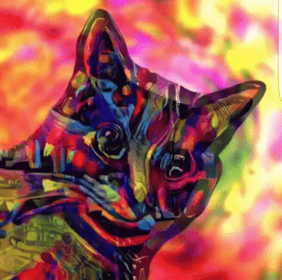 Cat Saying I Love You GIF