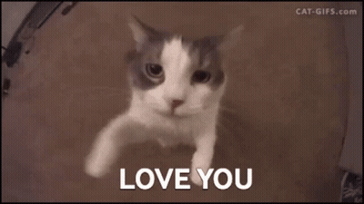 Cat Saying I Love You GIF