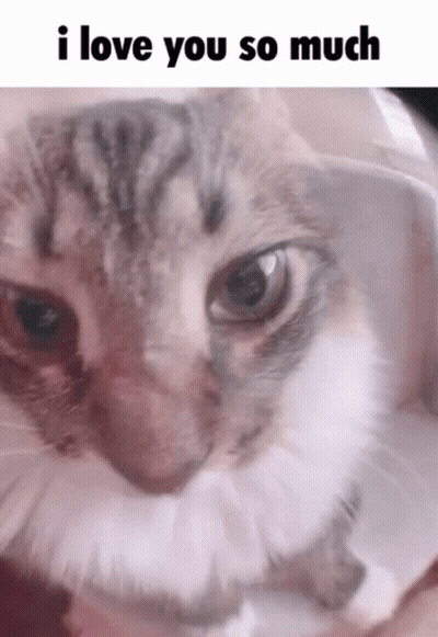 Cat Saying I Love You So Much GIF