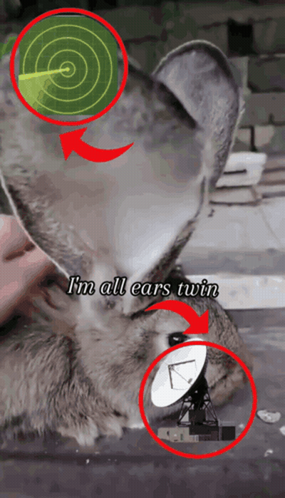 Cat Saying I'm All Ears Twin GIF