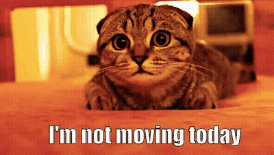 Cat Saying I'm Not Moving Today GIF