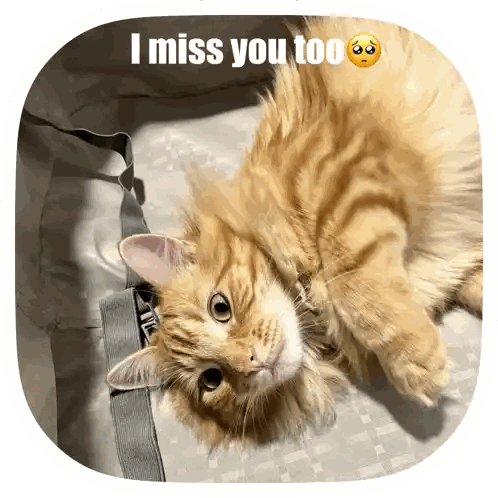 Cat Saying I Miss You Too Sticker