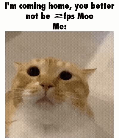 Cat Saying Im Coming Home GIF