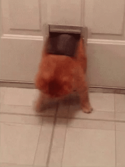 Cat Saying Isn't That Funny GIF