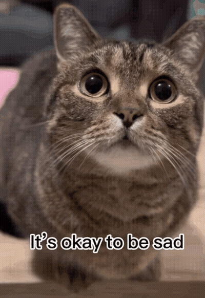 Cat Saying It's Okay To Be Sad GIF