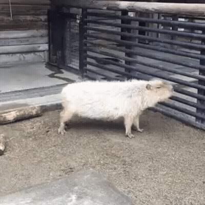 Cat Saying Jai Hind Doston GIF