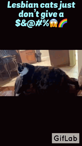 Cat Saying Lesbian Cats Just Don T Give A $ & @ # % GIF