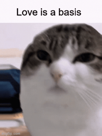 Cat Saying Love Is A Basis GIF