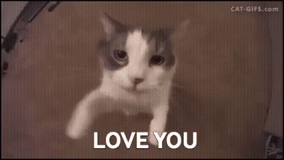 Cat Saying Love You GIF