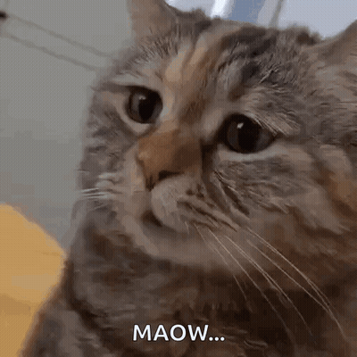 Cat Saying Maow GIF