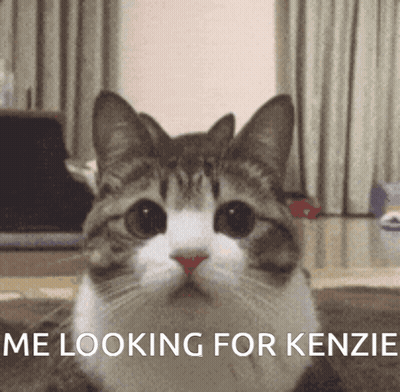 Cat Saying Me Looking For Kenzie GIF