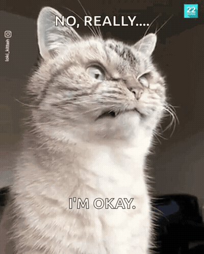 Cat Saying No Really I'm Okay GIF