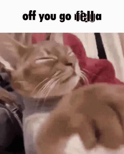 Cat Saying Off You Go Fella GIF