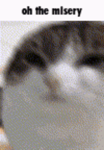 Cat Saying Oh The Misery GIF