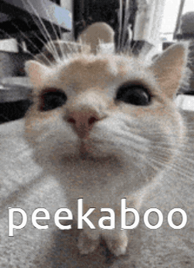 Cat Saying Peekaboo GIF