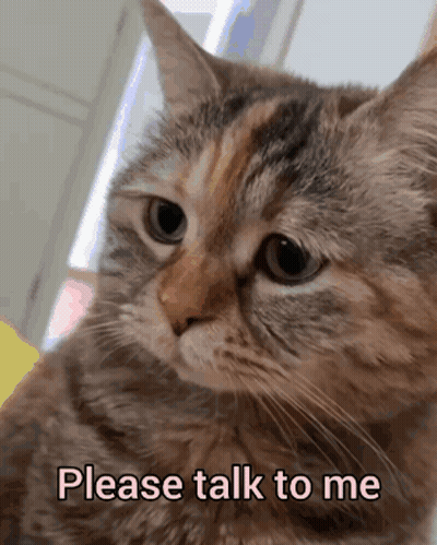 Cat Saying Please Talk To Me GIF