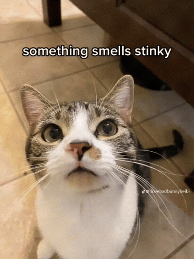 Cat Saying Something Smells Stinky GIF
