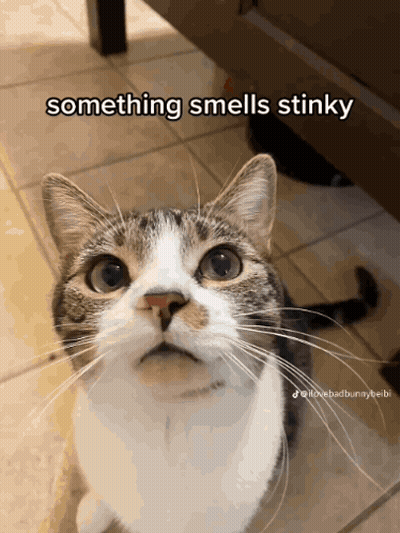 Cat Saying Something Smells Stinky GIF