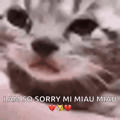 Cat Saying Sorry Mi Miau Miau GIF