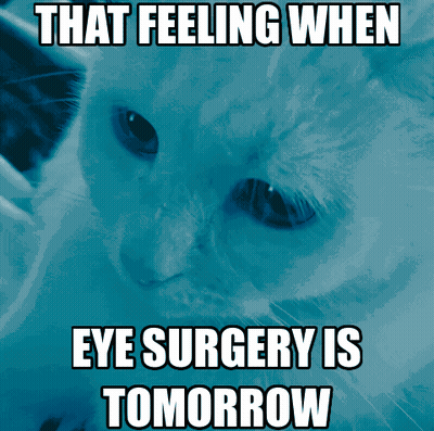 Cat Saying That Feeling When Eye Surgery Is Tomorrow GIF