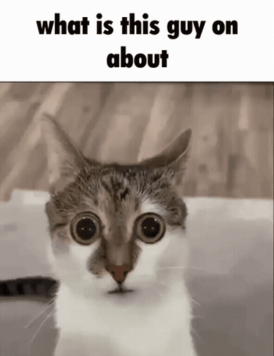 Cat Saying What Is This Guy On About GIF