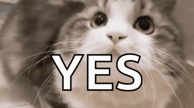 Cat Saying Yes GIF
