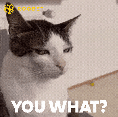 Cat Saying You What GIF