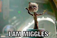 Cat Says I Am Miggles GIF