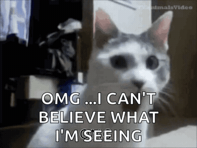 Cat Says OMG I Can't Believe What I'm Seeing GIF