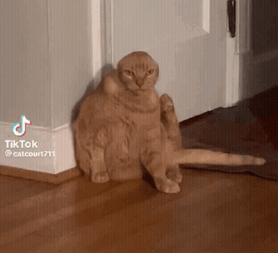 Cat Scratching Itself Beside Door GIF