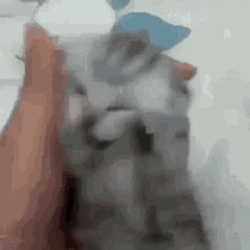 Cat Screaming Don't Want To Shower GIF