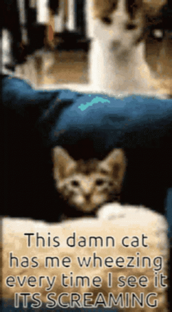 Cat Screaming From Attack GIF