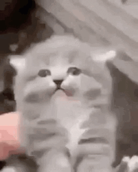 Cat Screaming Hates Head Patting GIF