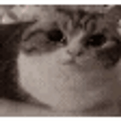 Cat Screaming Like A Volcano GIF